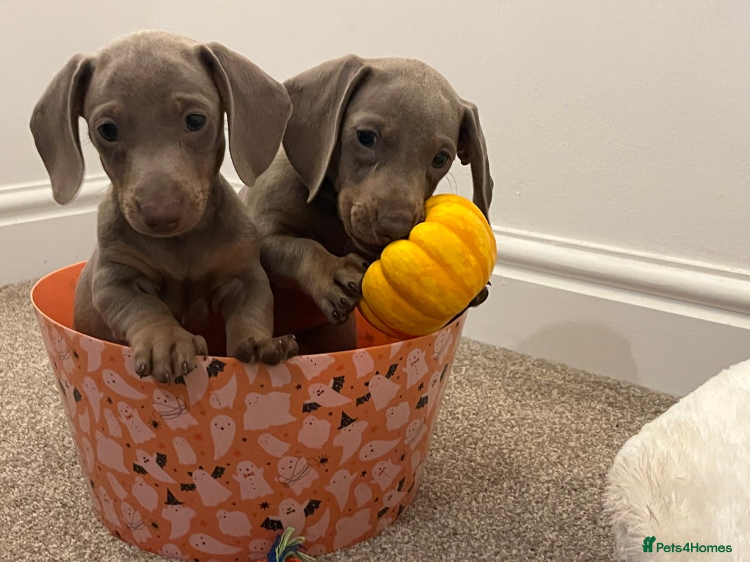 Dachshund dogs for sale: Beautiful Isabella pups exceptional quality  - Image 30