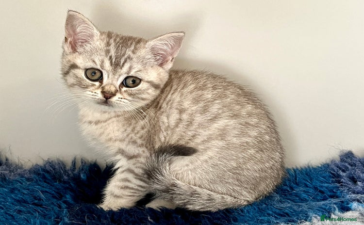 British Shorthair cats - Advert 1