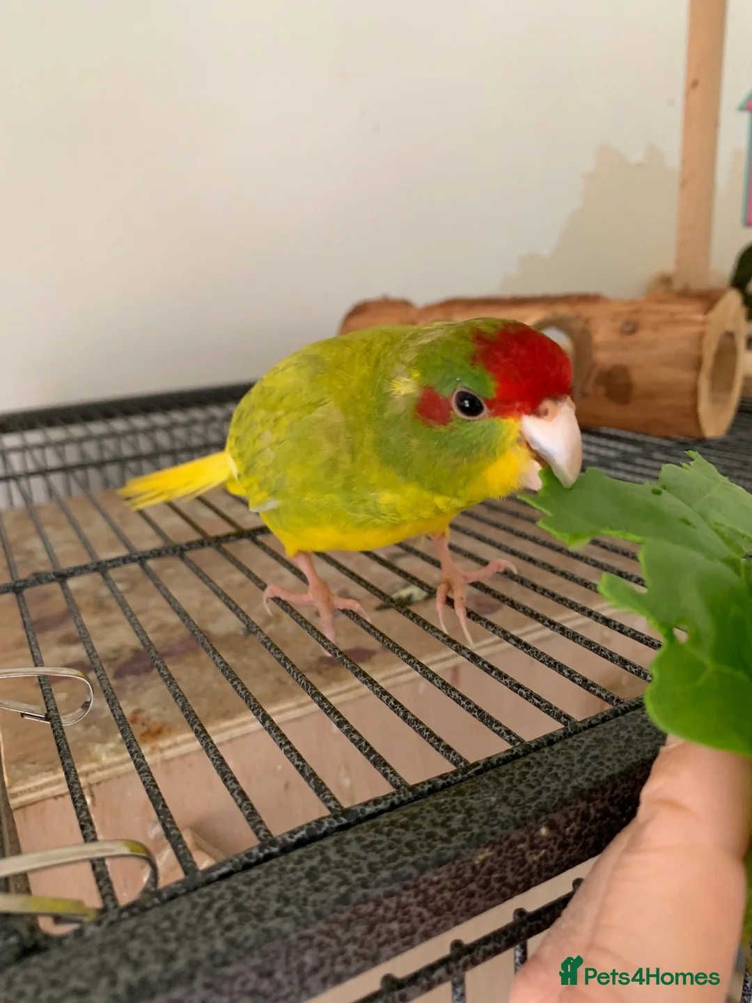 Parakeets birds for sale: Cockatiel & Kakariki Hand Reared! - Advert 13