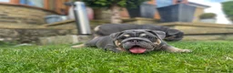 English Bulldog dogs for sale: English bulldogs blue tan fully suited boy & girl - Advert 5