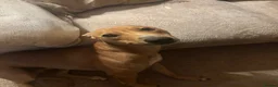 Lurcher dogs for sale: Family lurcher  in Wigan - Advert 6