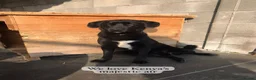 Mixed Breed dogs for adoption: Kenya, 1 yr approx. Reserved STC. - Advert 2