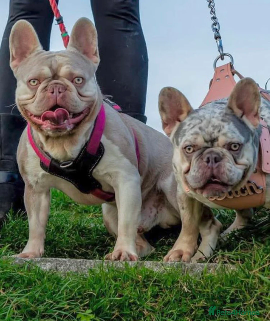 French Bulldog dogs for stud: New Shade Isabella Pied French Bulldog Stud Proven in Gunnislake - Advert 13
