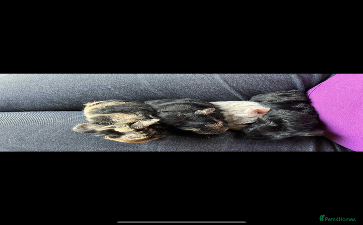 Guinea Pig rodents - Advert 14