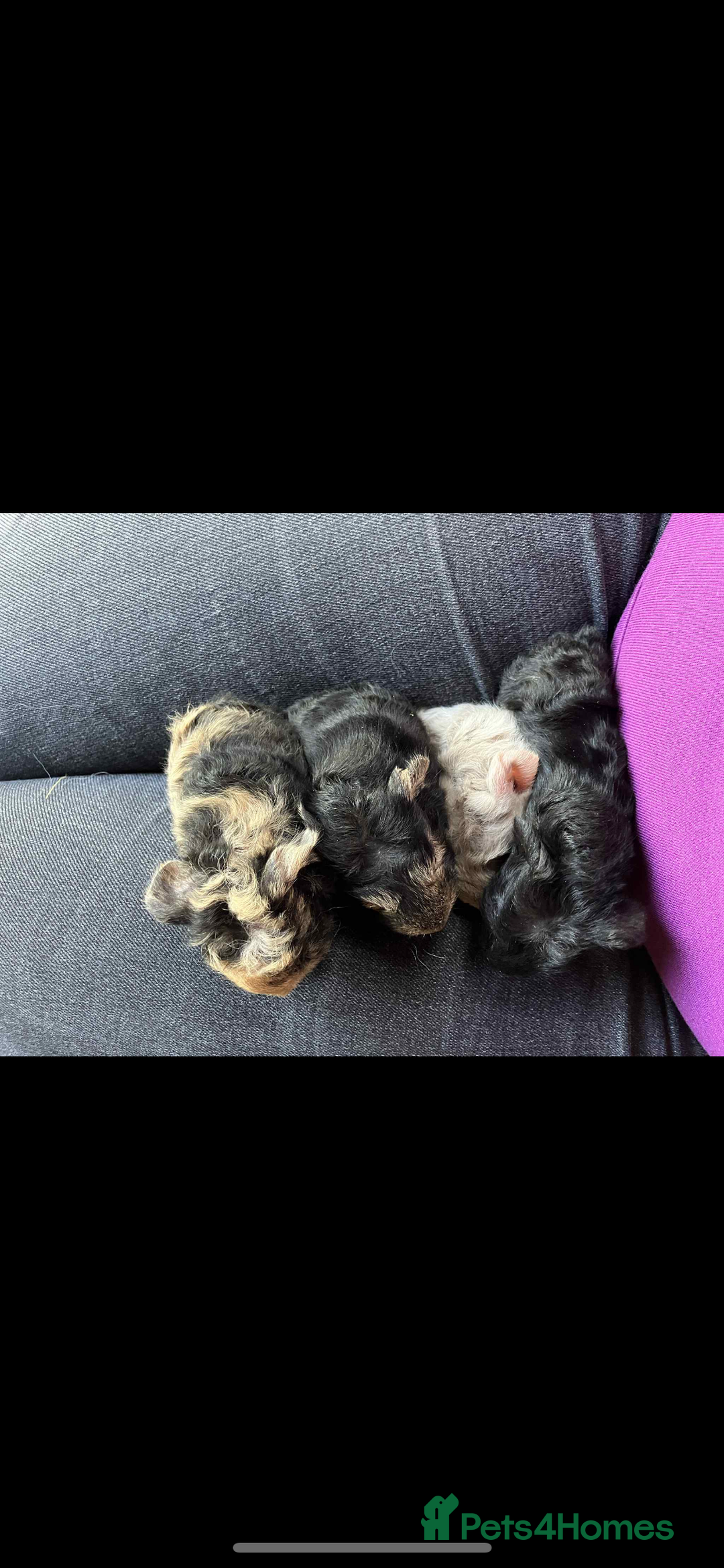 Guinea Pig rodents for sale: Swiss & texel GP  - Advert 1