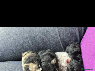 Guinea Pig rodents - Advert 17