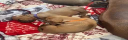 Rhodesian Ridgeback dogs for sale: Exceptionally Health Tested KC Ridgeback Puppies - Advert 16