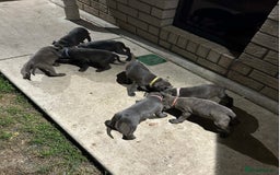 Staffordshire Bull Terrier dogs for sale: Healthy Favoured Blue Staffys for sale.  - Image 5