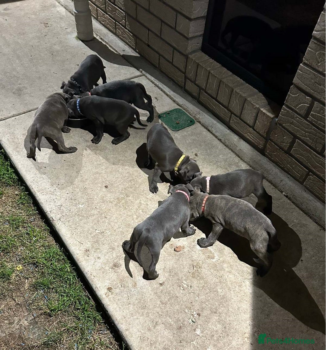 Staffordshire Bull Terrier dogs for sale: Healthy Favoured Blue Staffys for sale.  - Image 5