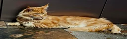 Maine Coon cats for sale: MAINE COON 1 boy & 2 girls.UNUSUAL & STUNNING&  - Advert 15