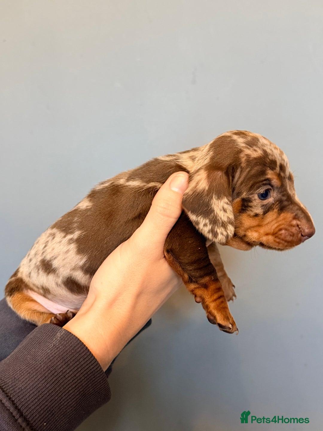 Miniature Dachshund dogs for sale: Miniature dapple daschund puppies for sale - Advert 33