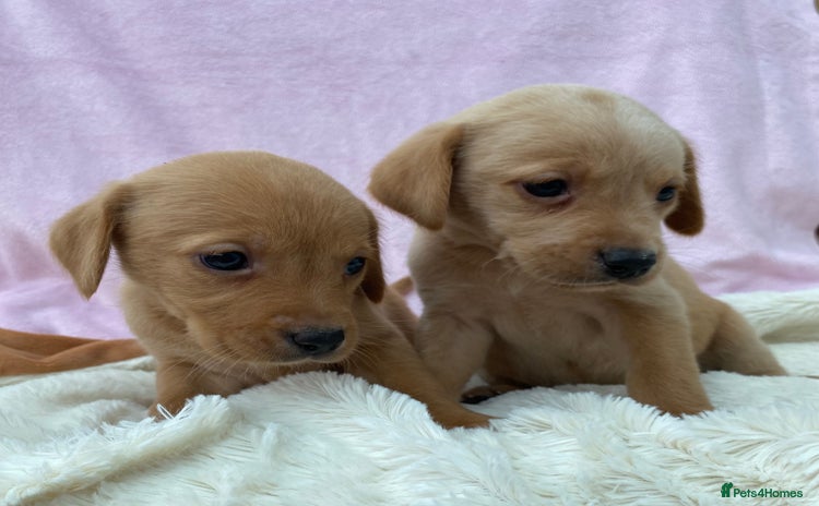 Labrador Retriever dogs - Advert 4