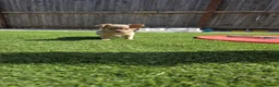 Chihuahua dogs for sale: 4 beauitful chihuahua puppies - Advert 5