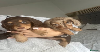 Miniature Dachshund dogs - Advert 6