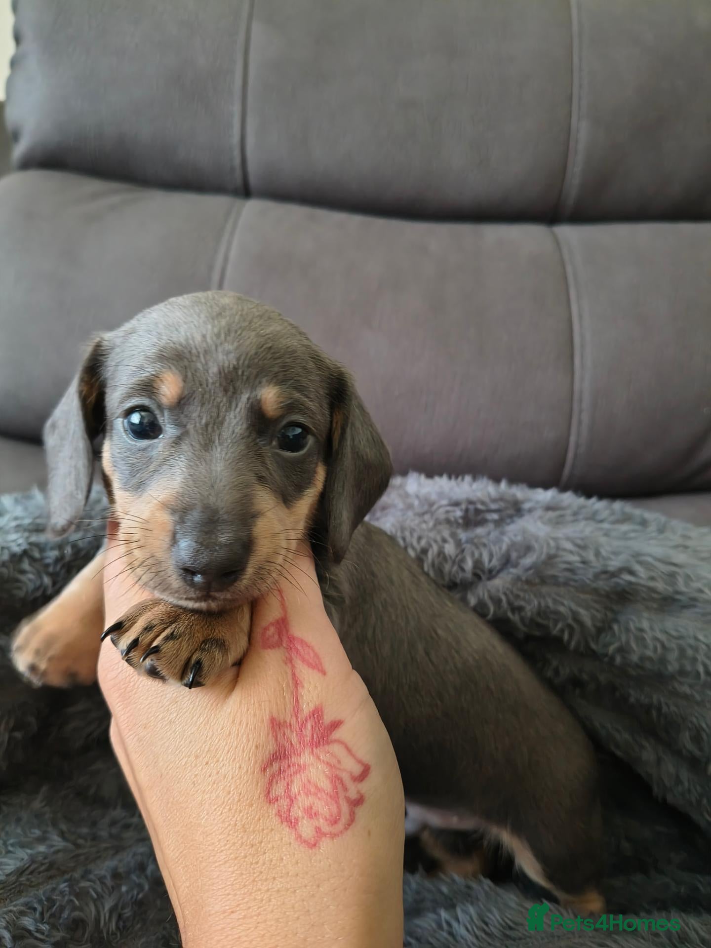 Miniature Dachshund dogs Miniature Dachshunds Pups. - Advert 10