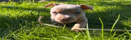 Jack Russell dogs for sale: Ready to leave lilac jack Russell’s  - Advert 15