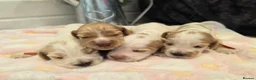 Cocker Spaniel dogs for sale: SHOW TYPE health tested KC cocker spaniels  - Advert 15