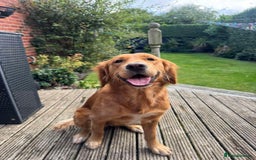 Golden Retriever dogs for sale: Golden retriever puppies  - Image 1