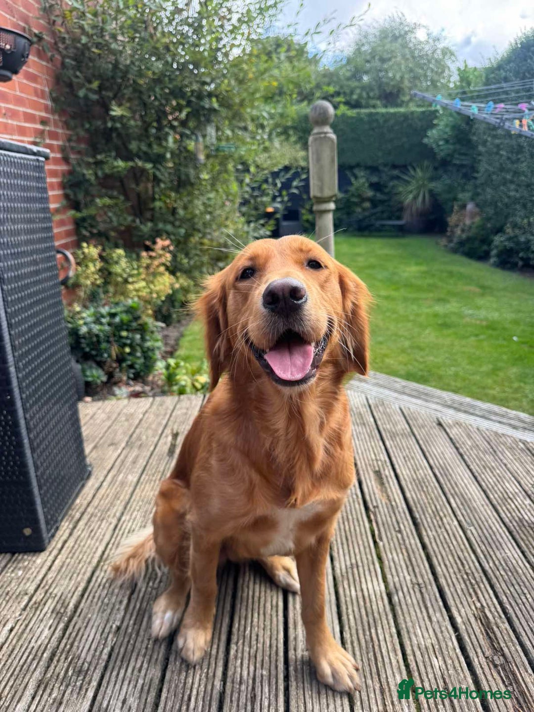 Golden Retriever dogs for sale: Golden retriever puppies  - Image 1