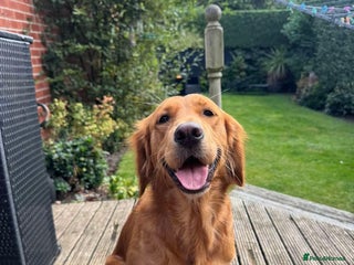 Golden Retriever dogs - Advert 1