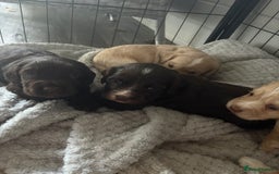 Cocker Spaniel dogs for sale: KC FTCH working cocker spaniel puppy’s  - Image 23