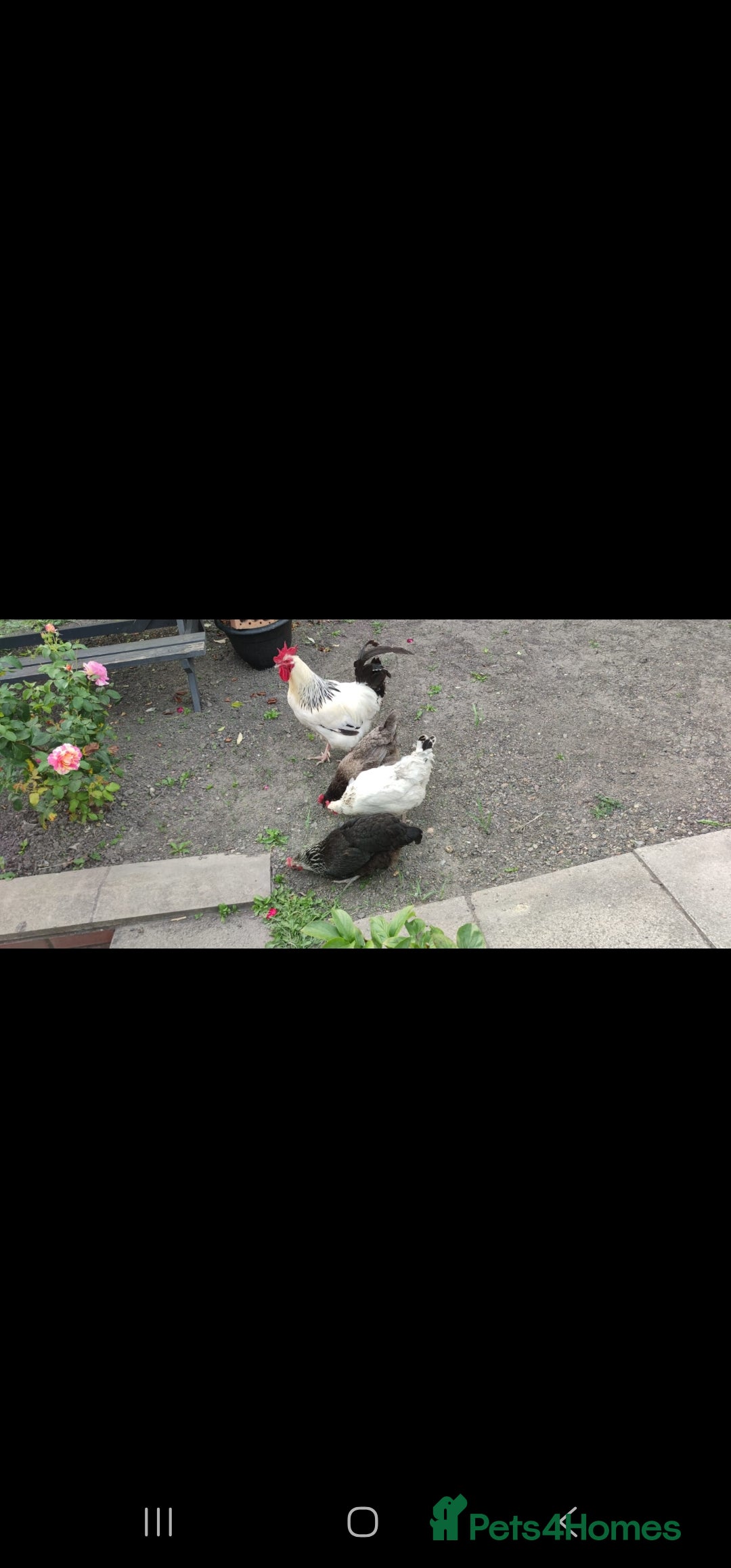 Chickens poultry for sale: Chickens and cockeral for sale - Image 2