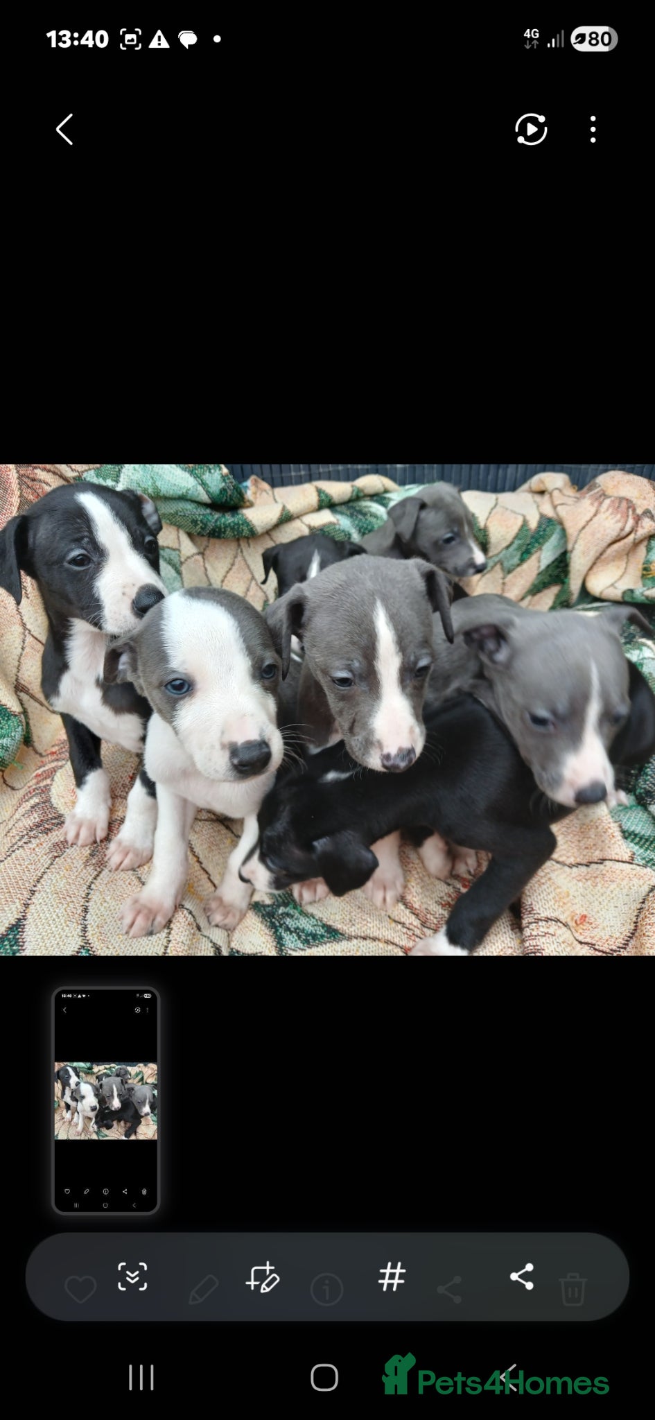 Whippet dogs Whippet pups - Advert 2
