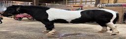 Shetland pony horses for sale: Registered Piebald miniature Shetland gelding  - Advert 3
