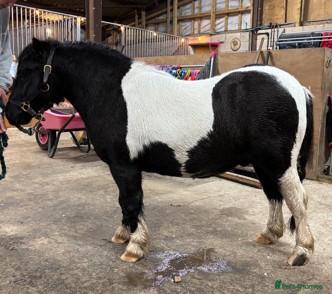 Shetland pony horses for sale: Registered Piebald miniature Shetland gelding  - Advert 3
