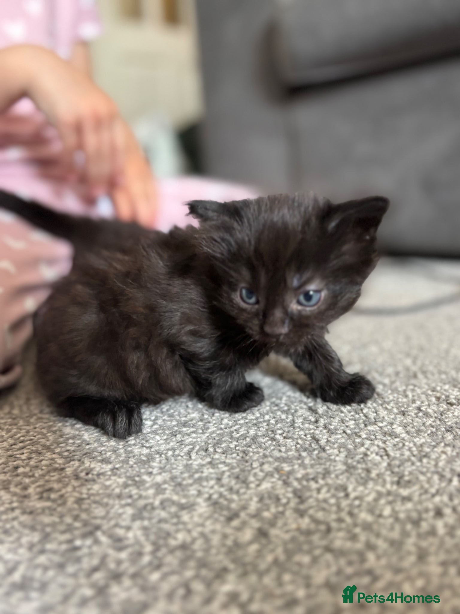 Mixed Breed cats for sale: Kittens , available 7th June!  - Advert 3