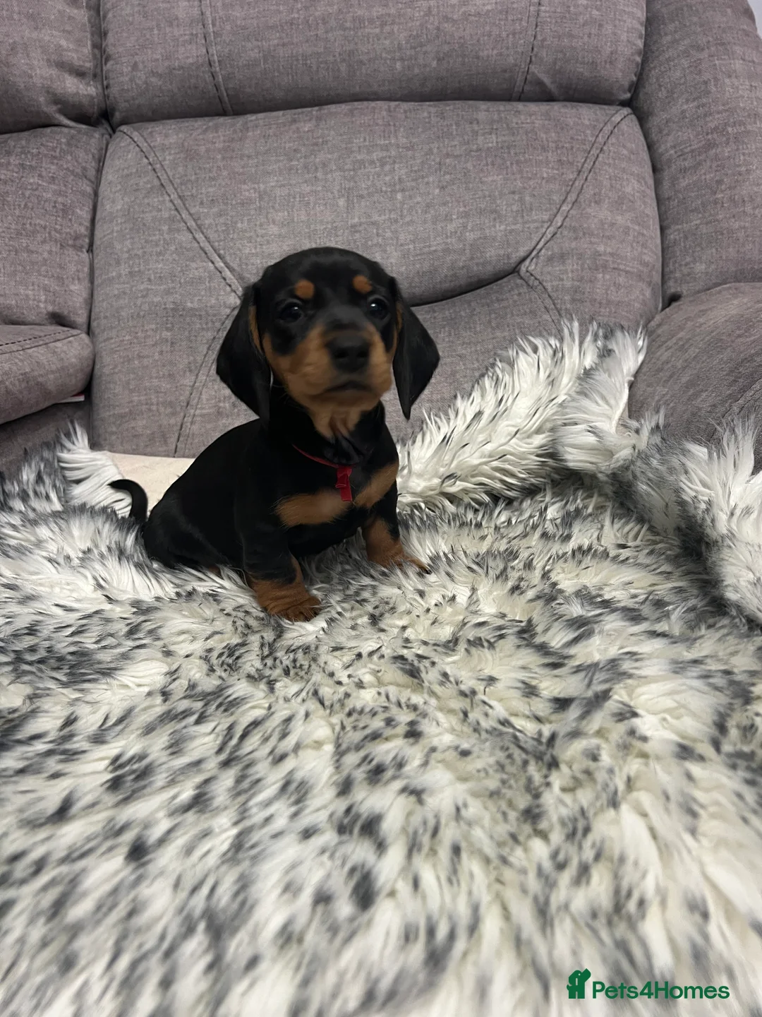 Dachshund dogs for sale: Adorable Dachshund puppies 4 boys 2 girls - Advert 20