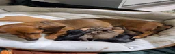Miniature Dachshund dogs for sale: Miniature dachshunds.  in Clitheroe - Advert 11