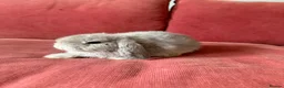 Mini Lop rabbits for sale: 3 Friendly Baby Rabbits Looking for Loving Homes in Buckhurst Hill - Advert 4