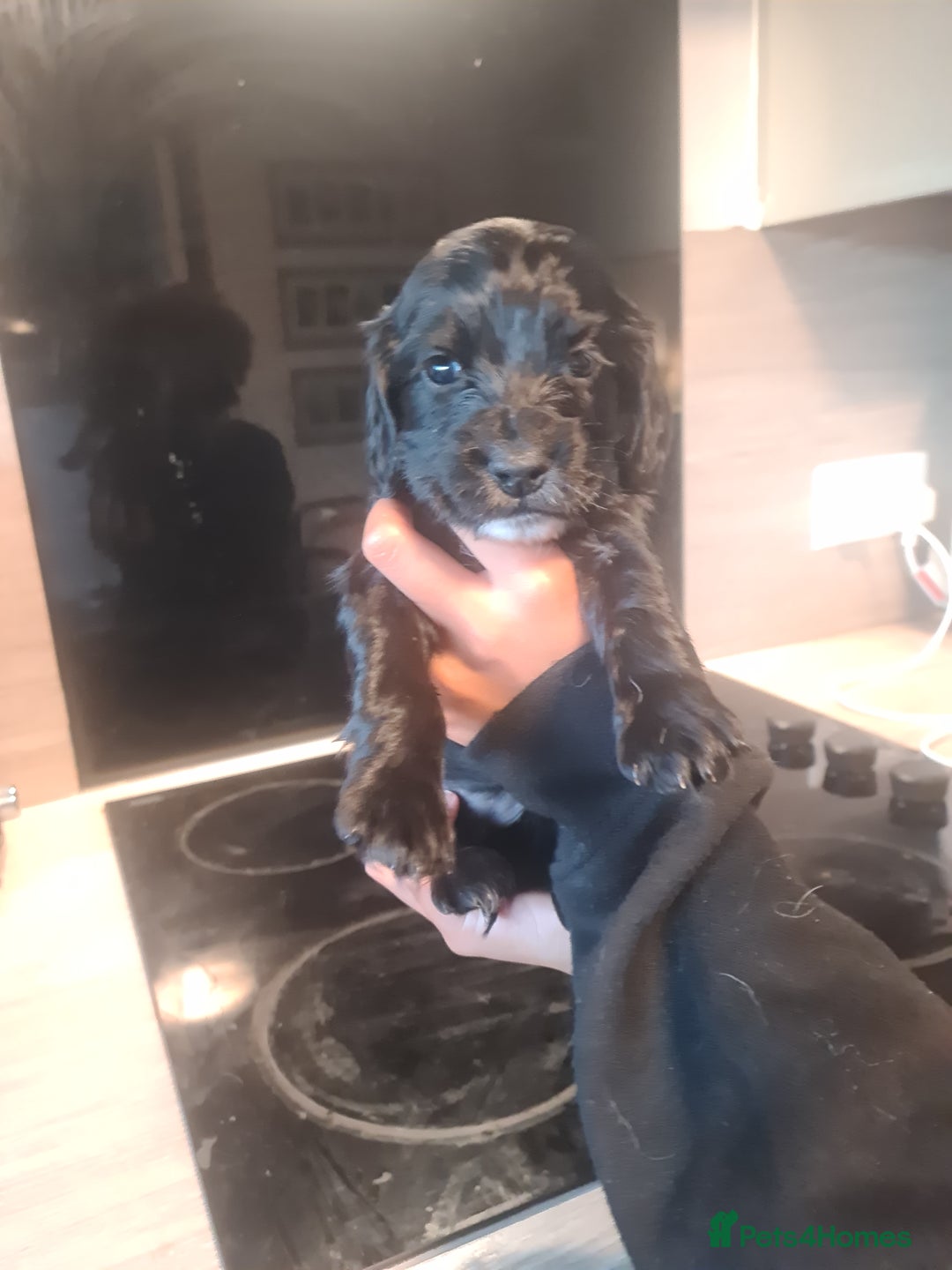 Cocker Spaniel dogs for sale: Cocker Spaniel  - Image 9