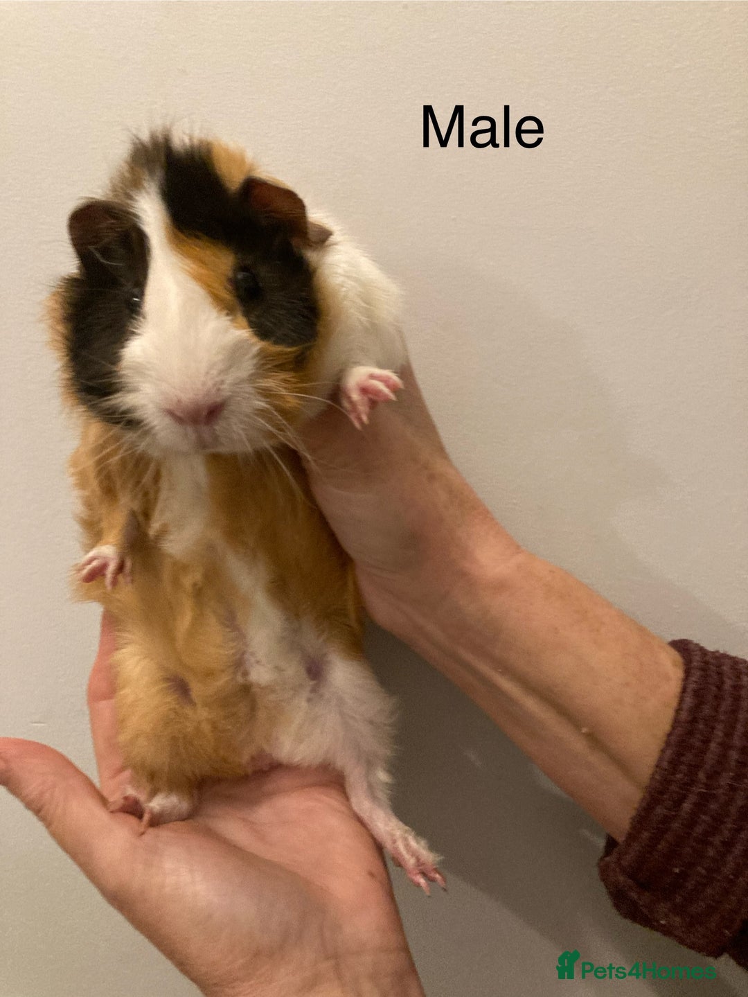 Guinea Pig rodents for sale: 5 Gorgeous Guinea Pigs for sale - Advert 12