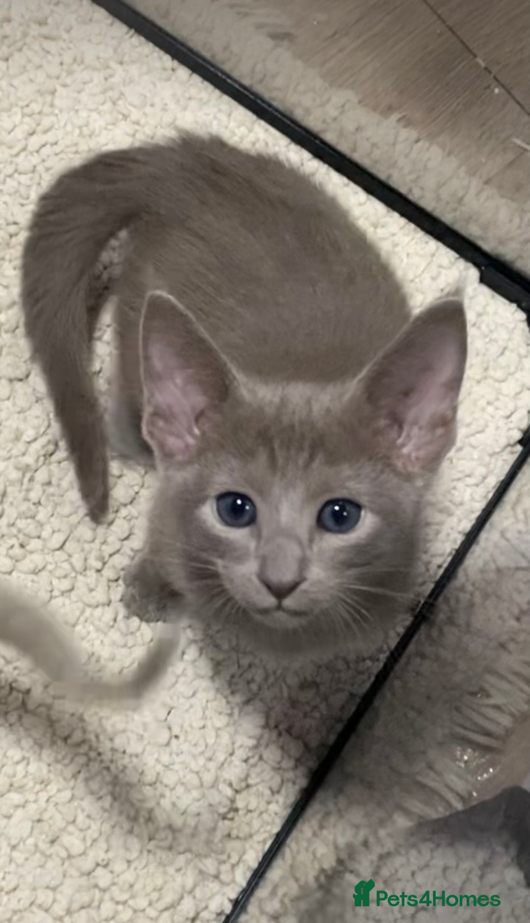 Mixed Breed cats for sale: Oriental/ Siamese  - Advert 22