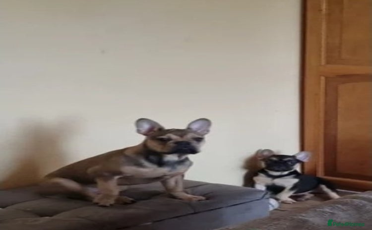 French Bulldog dogs - Advert 14