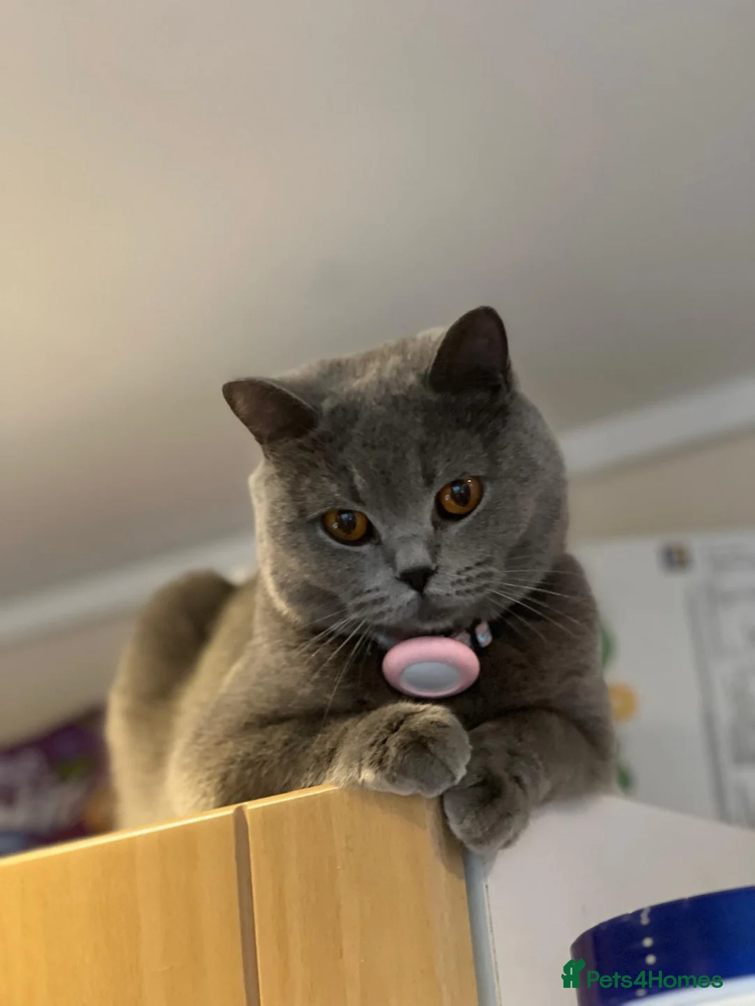 British Shorthair cats for sale: Exceptional British Shorthair – GCCF Champion Line - Advert 2