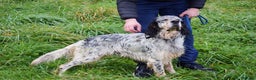 English Setter dogs for adoption: Balto - Advert 5