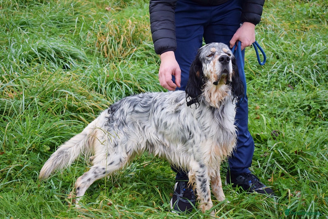English Setter dogs for adoption: Balto - Advert 5