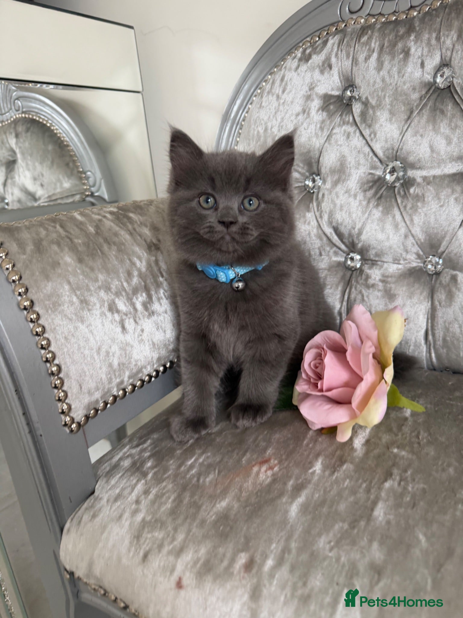 Mixed Breed cats READY NOW RAGDOLL BRITISH BLUE CROSS KITTENS - Advert 3