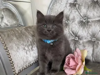 Mixed Breed cats READY NOW RAGDOLL BRITISH BLUE CROSS KITTENS - Advert 3