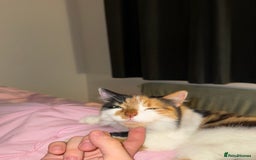 Mixed Breed cats for sale: Domestic long haired female cat  - Advert 4