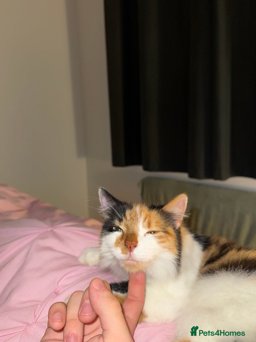 Mixed Breed cats for sale: Domestic long haired female cat  - Advert 4