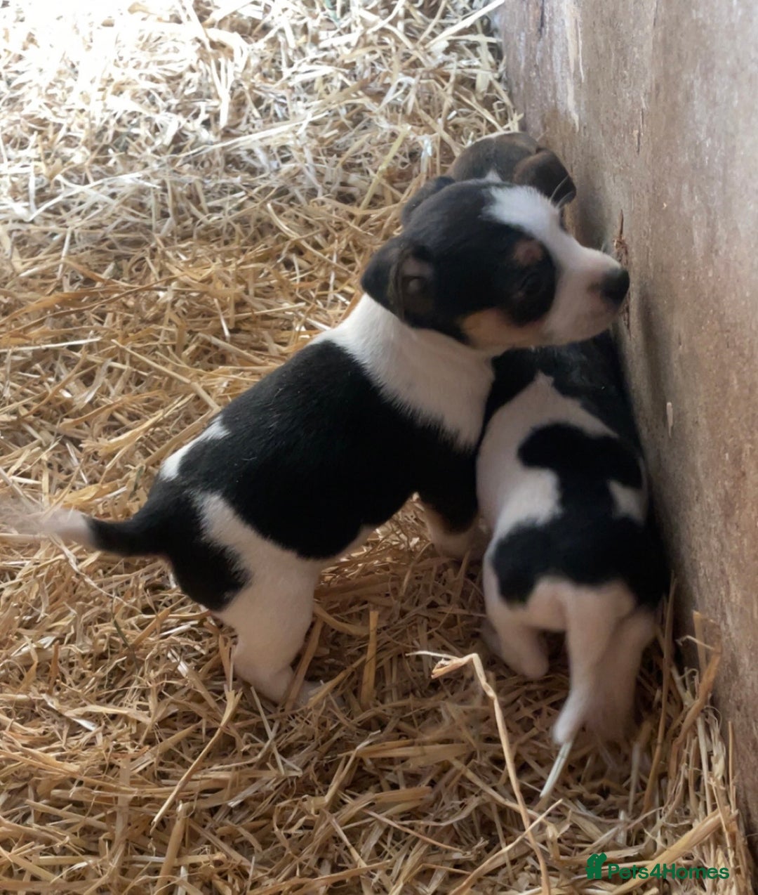 Jack Russell dogs for sale: Gorgeous Jack Russel Terriers! Smooth Coated!! - Advert 8