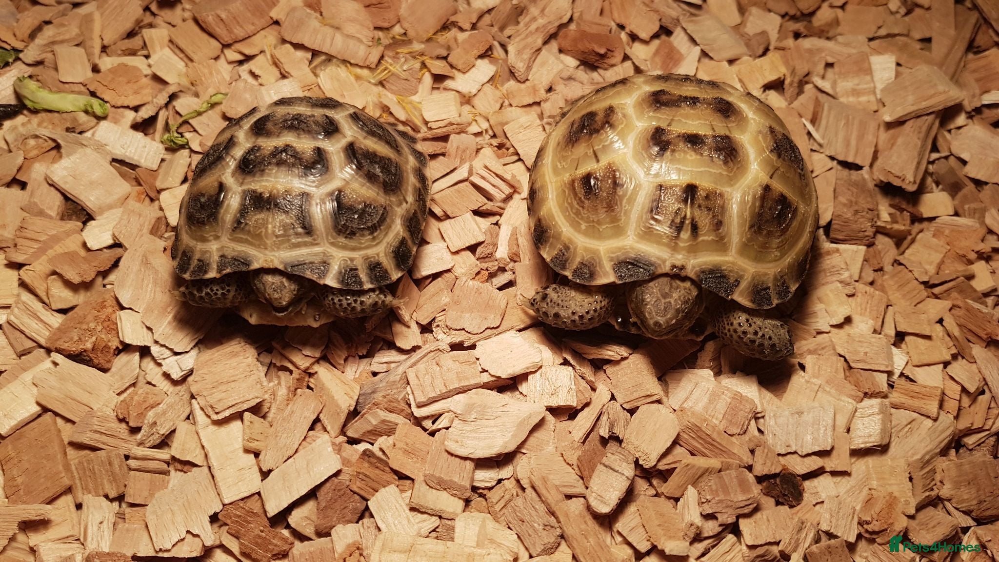 Tortoise reptiles Baby horsefield tortoise with full set up  - Advert 2