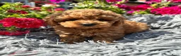 Miniature Poodle dogs for sale: 5 BEAUTIFUL MINIATURE POODLE PUPPIES RED & CREAM  - Advert 1