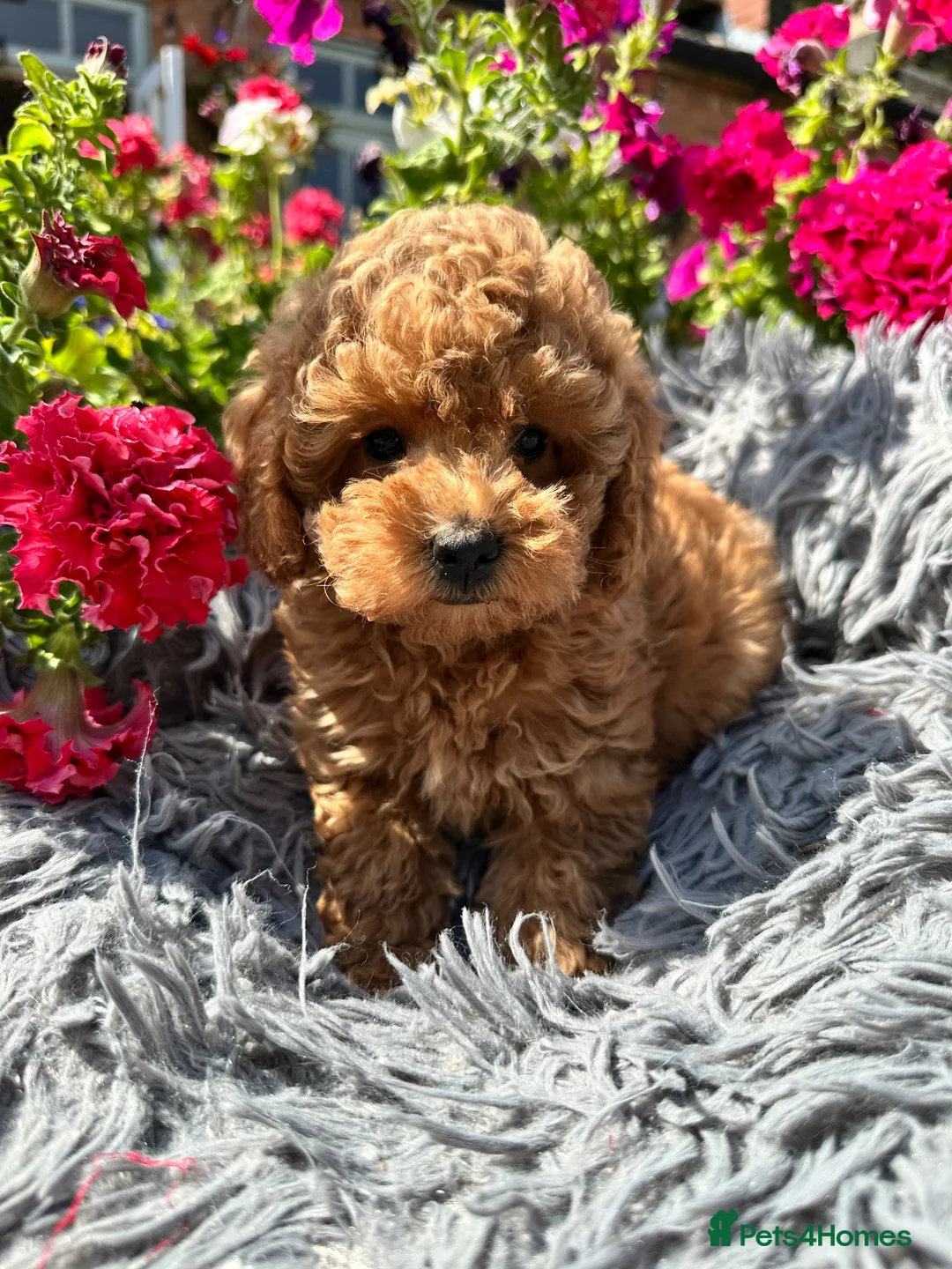 Miniature Poodle dogs for sale: 5 BEAUTIFUL MINIATURE POODLE PUPPIES RED & CREAM  - Advert 1