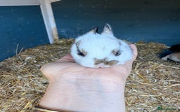 Harlequin rabbits for sale: Harlequin Baby rabbits for sale   - Image 18