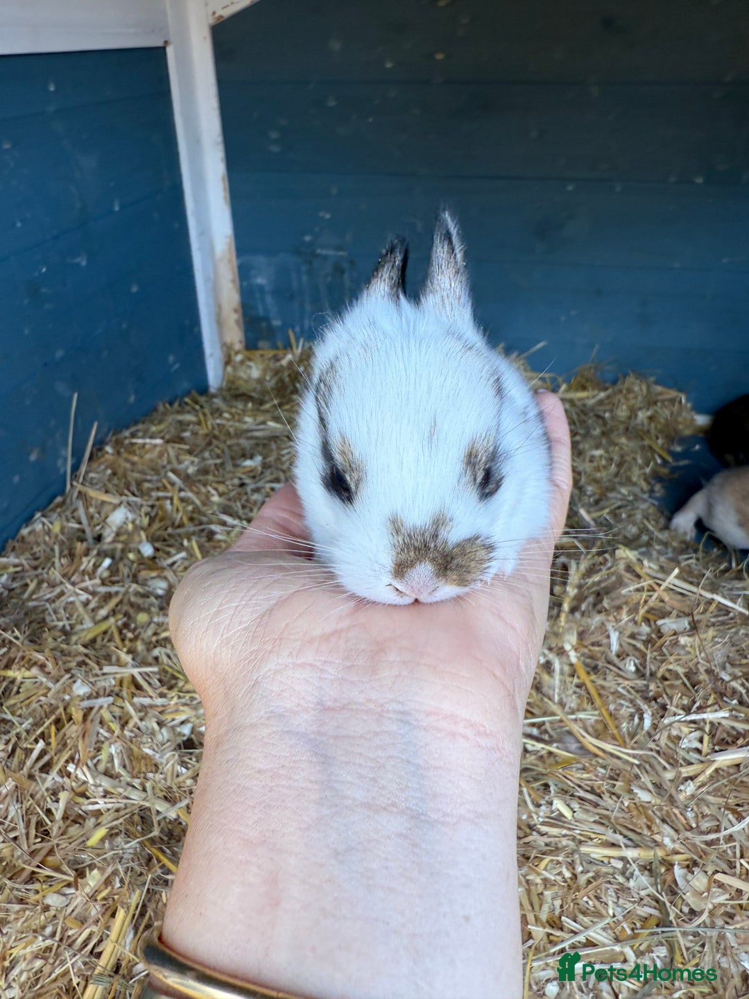 Harlequin rabbits for sale: Harlequin Baby rabbits for sale   - Image 18